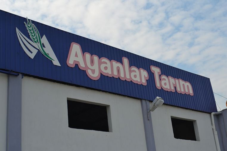 Mısır Flake